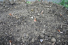 Shallot0828_3
